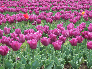 tulips-1-130685347_afbffe3afa_n.jpg