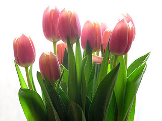 tulips-3-112428665_d8f3632f36_n.jpg