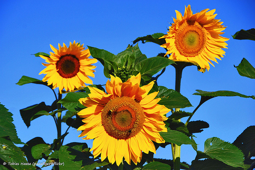 sunflowers-1-23204123212_ef32fbafbe.jpg