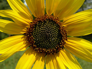 sunflowers-2-22183521655_56221bf2a4_n.jpg