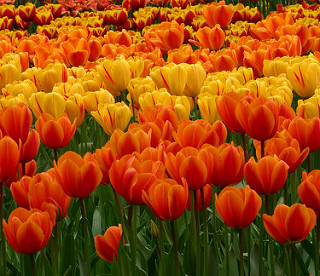 tulips-2-11746548_26b3256922_n.jpg